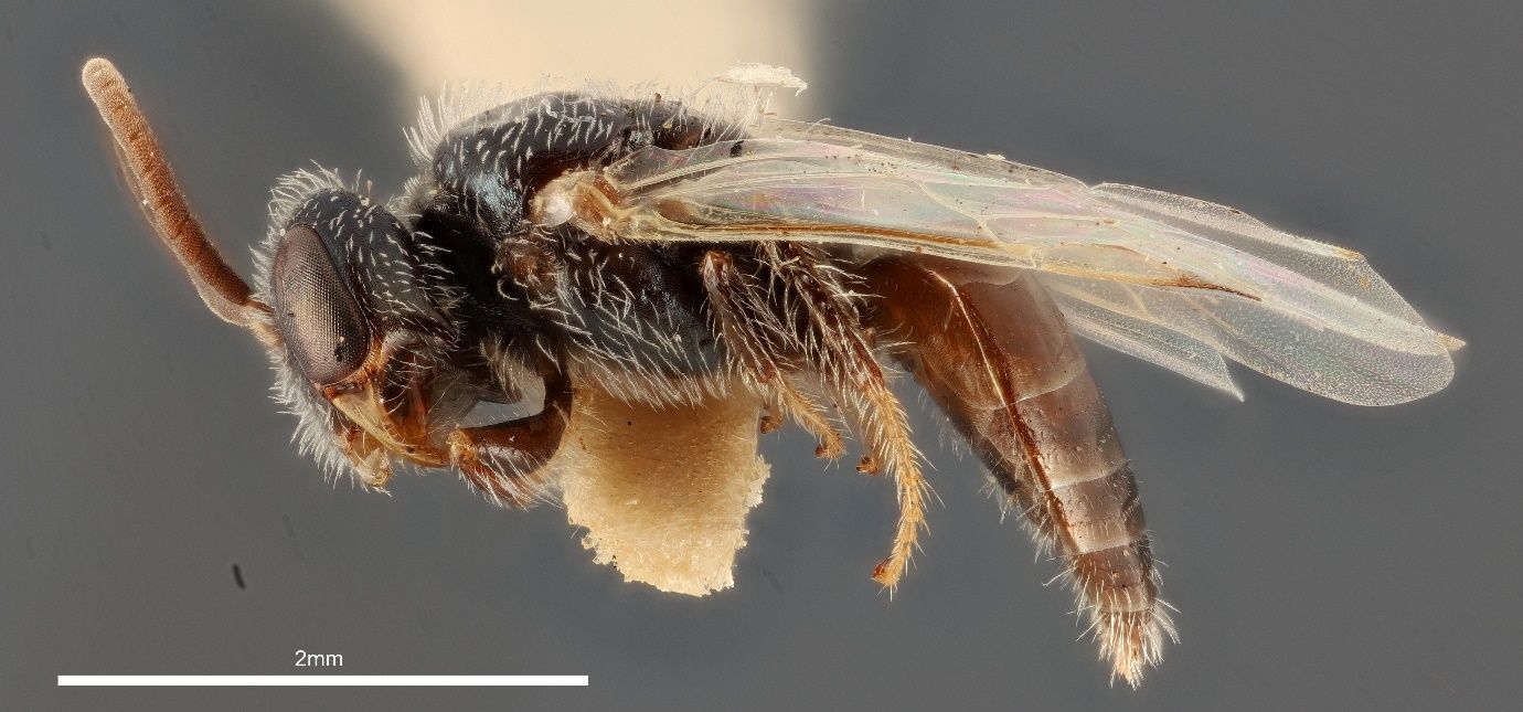 A close-up photo of a bee specimen glued on top of a white piece of parchment and shown from the side against a grey background. The bee has a nearly black head and thorax with a brown abdomen and has clear wings.