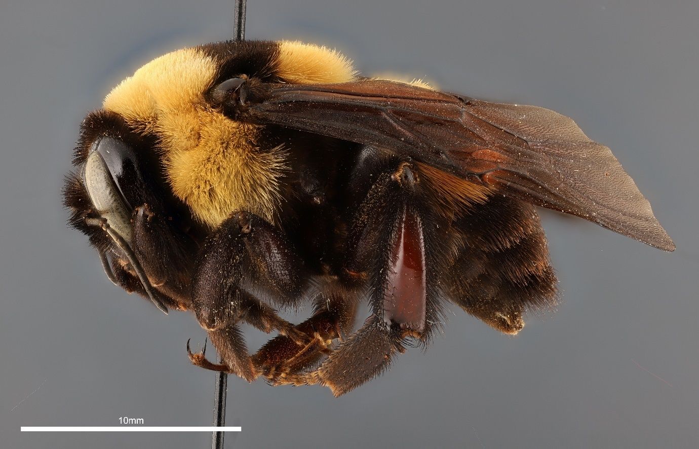 A close-up photo of a bee specimen speared by a black pin and shown from the side against a gray background. The bee is covered in dense black and yellow hairs and has dark brown wings. The black stem of the pin transects the bee and the image.