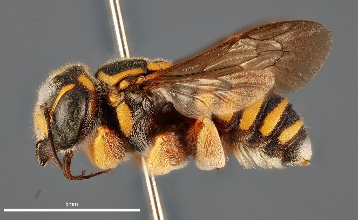 A close-up photo of a bee specimen speared by a metallic pin and shown from the side against a grey background. The bee is black with intricate yellow stripes and markings and has brown wings. The metallic stem of the pin transects the bee and the image.