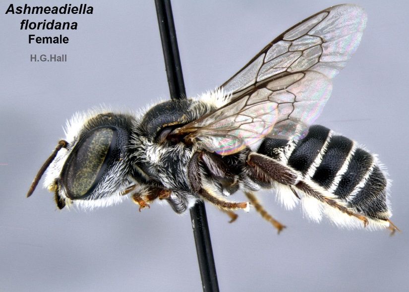 A close-up photo of a bee specimen speared by a black pin and shown from the side against a gray background. The bee is black with white hairs and transparent wings. The black stem of the pin transects the bee and the image.