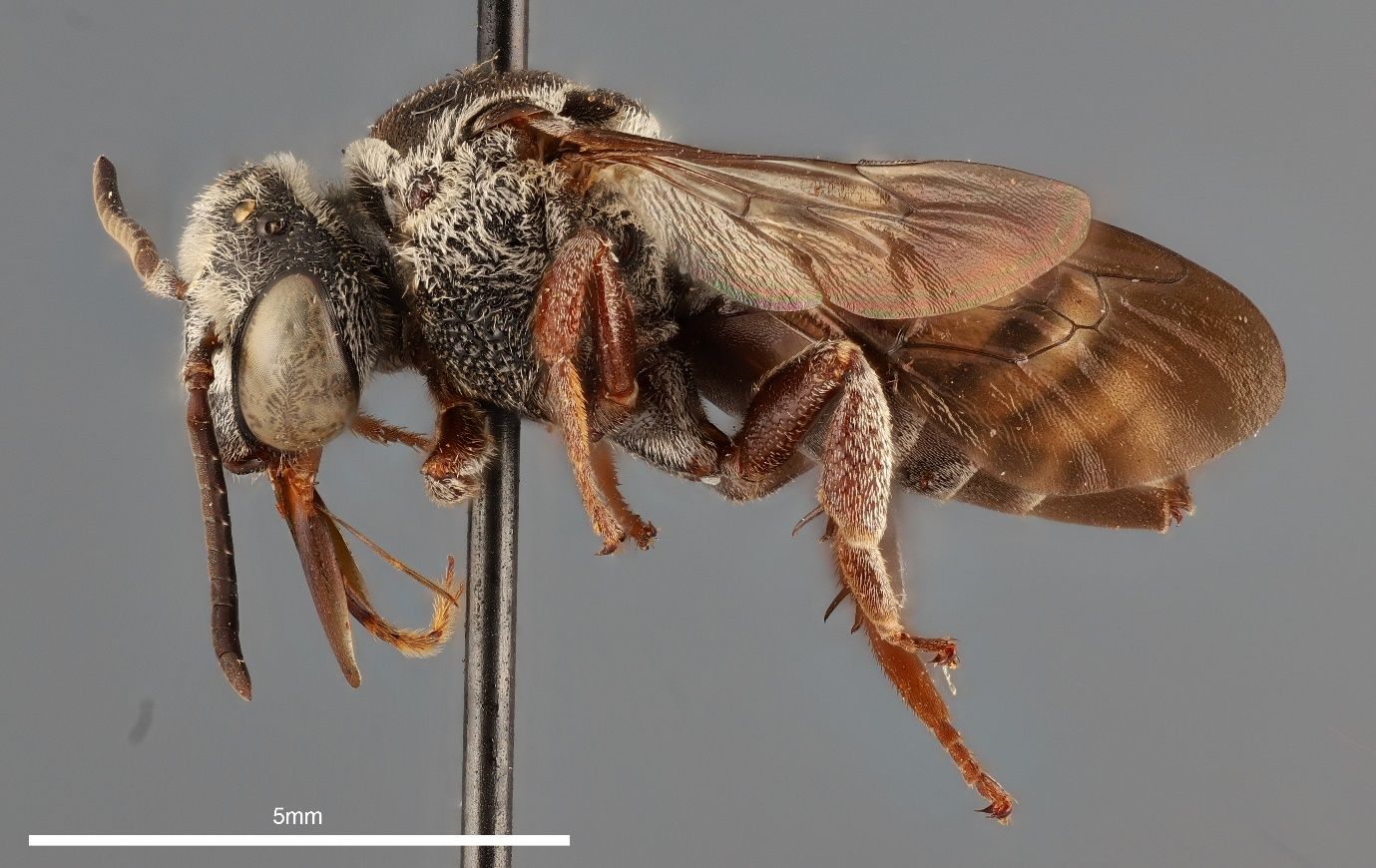 A close-up photo of a bee specimen speared by a black pin and shown from the side against a grey background. The bee has a grey-black head and thorax with a brown abdomen and has brown wings. The black stem of the pin transects the bee and the image.