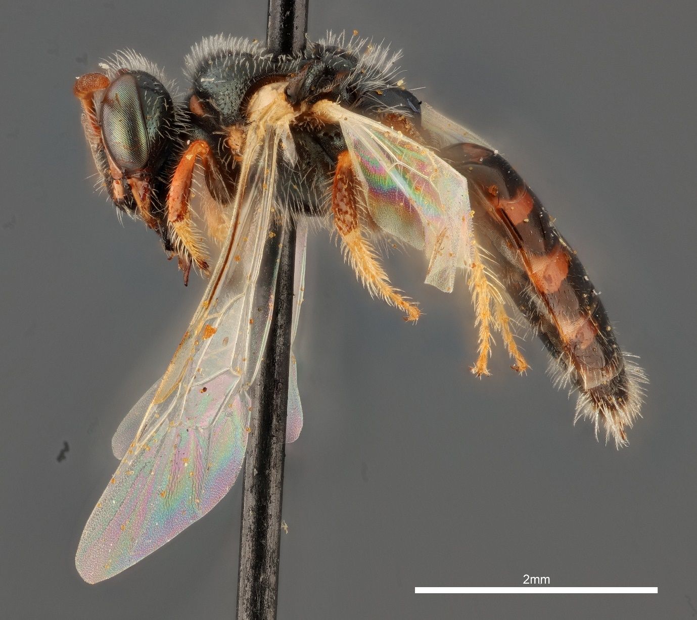 A close-up photo of a bee specimen speared by a black pin and shown from the side against a grey background. The bee has a nearly black head and thorax with a brown abdomen and has clear wings. The black stem of the pin transects the bee and the image.