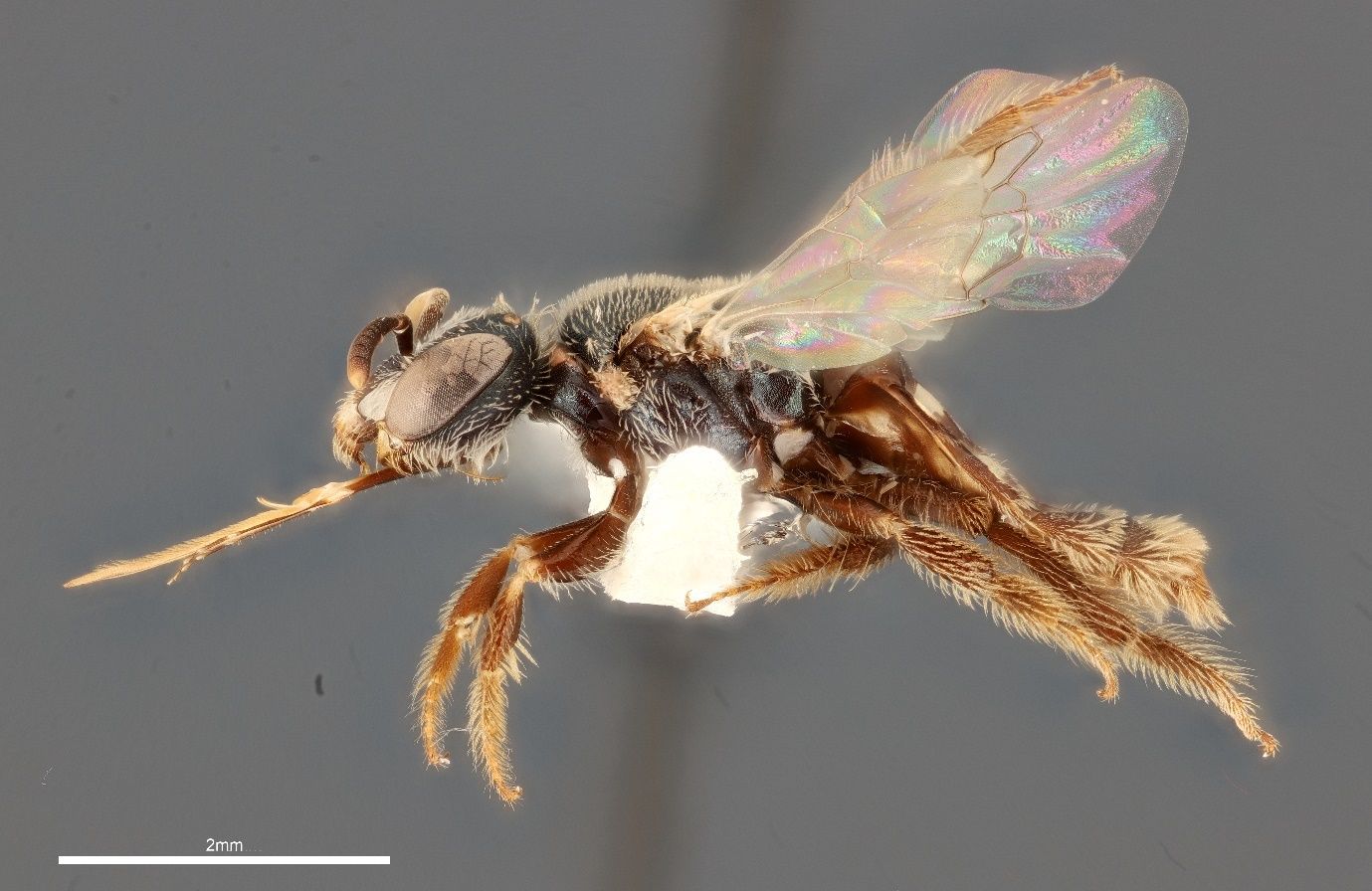 A close-up photo of a bee specimen glued on top of a white piece of parchment and shown from the side against a grey background. The bee has a nearly black head and thorax with a brown abdomen and has clear wings.