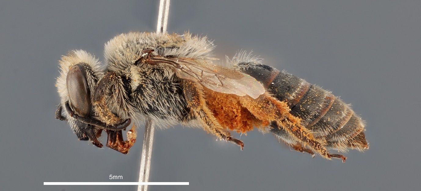 A close-up photo of a bee specimen speared by a metallic pin and shown from the side against a grey background. The bee is black and covered in tan hairs and has light brown wings. The metallic stem of the pin transects the bee and the image.
