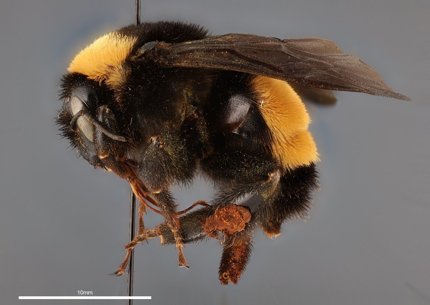 A close-up photo of a bee specimen speared by a black pin and shown from the side against a gray background. The bee is covered in dense black and yellow hairs and has dark brown wings. The black stem of the pin transects the bee and the image.