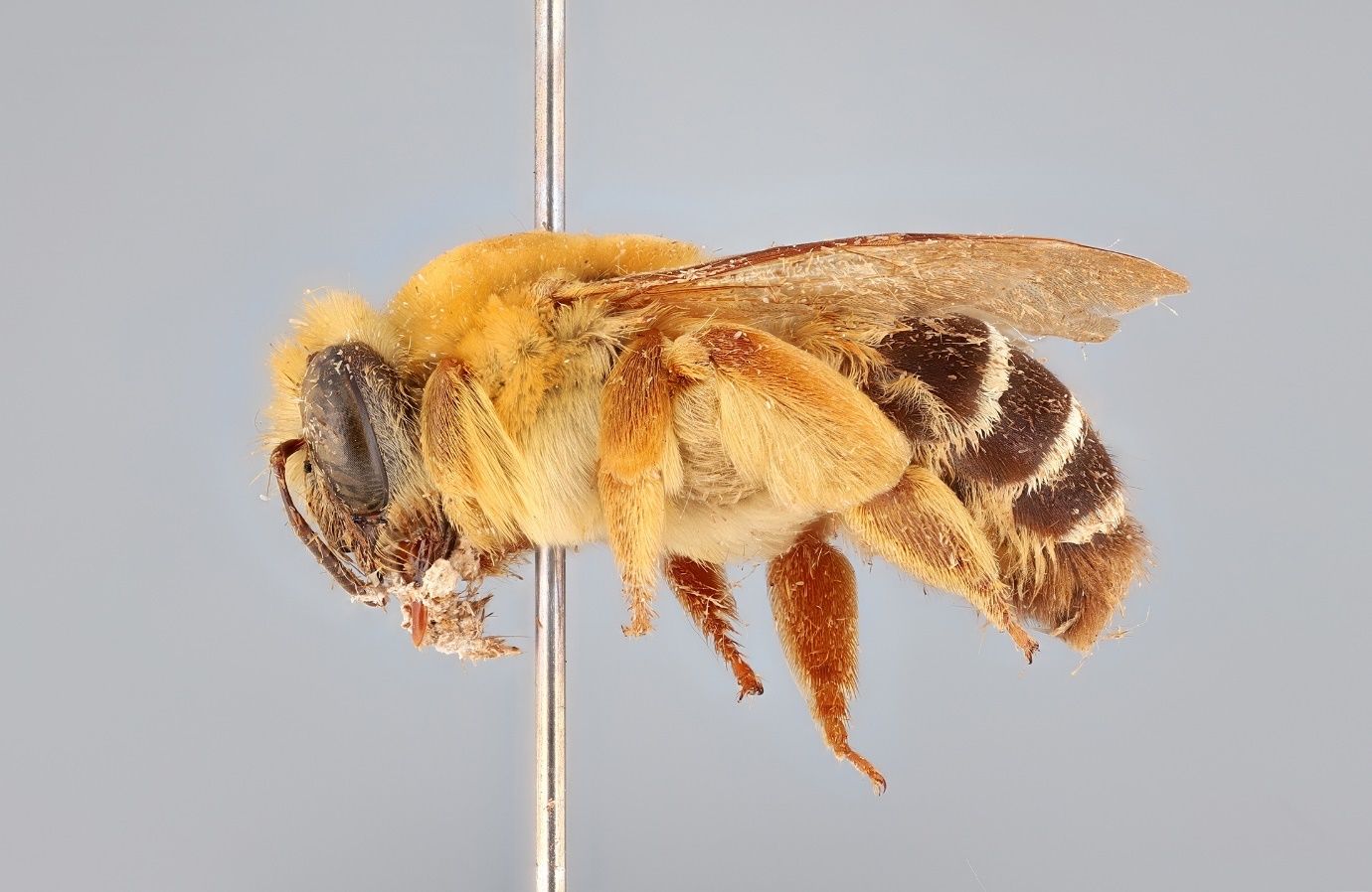 A close-up photo of a bee specimen speared by a metallic pin and shown from the side against a grey background. The bee is covered in dense yellow hairs except for its black and white striped abdomen and has light brown wings. The metallic stem of the pin transects the bee and the image.