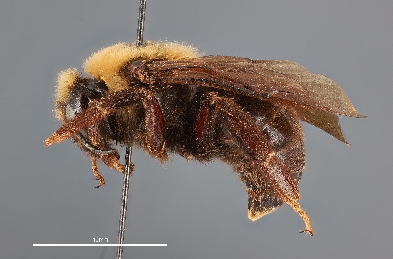 A close-up photo of a bee specimen speared by a metallic pin and shown from the side against a gray background. The bee is brown with yellow hairs and has dark brown wings. The metallic stem of the pin transects the bee and the image.