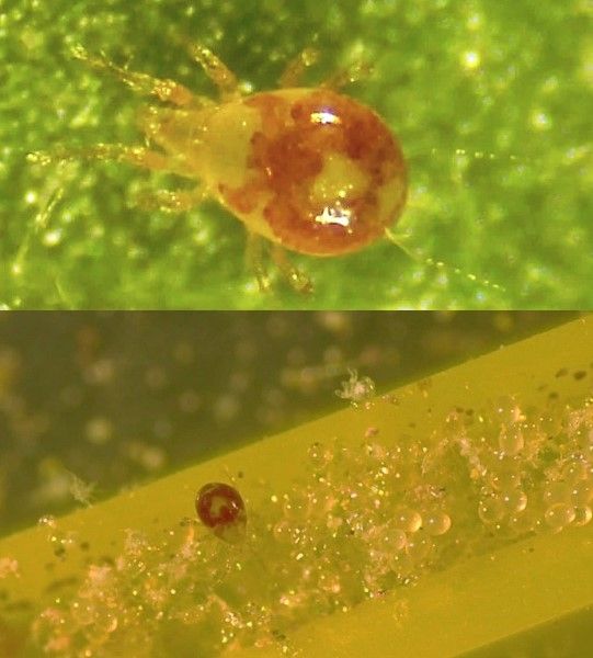 A close-up of a bug

AI-generated content may be incorrect.