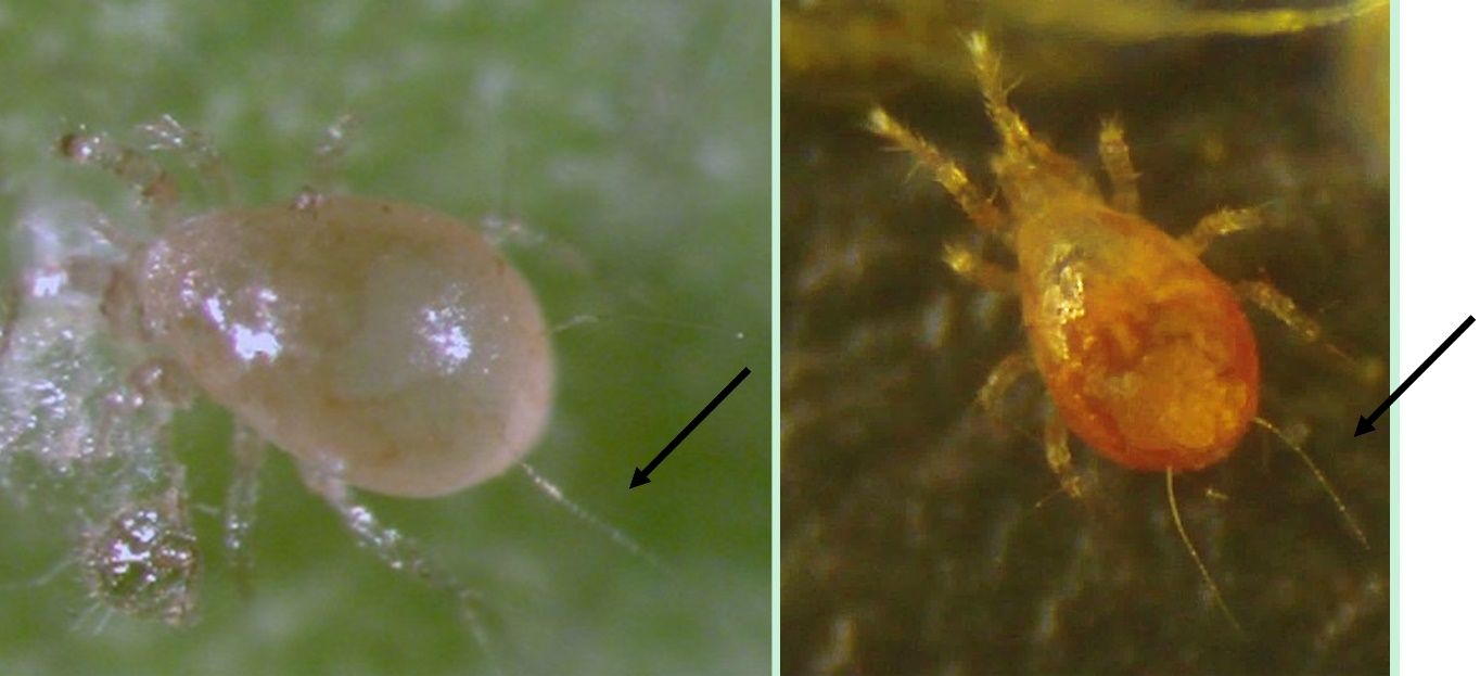 A close up of a bug

AI-generated content may be incorrect.