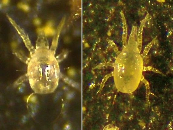 A close-up of a spider

AI-generated content may be incorrect.