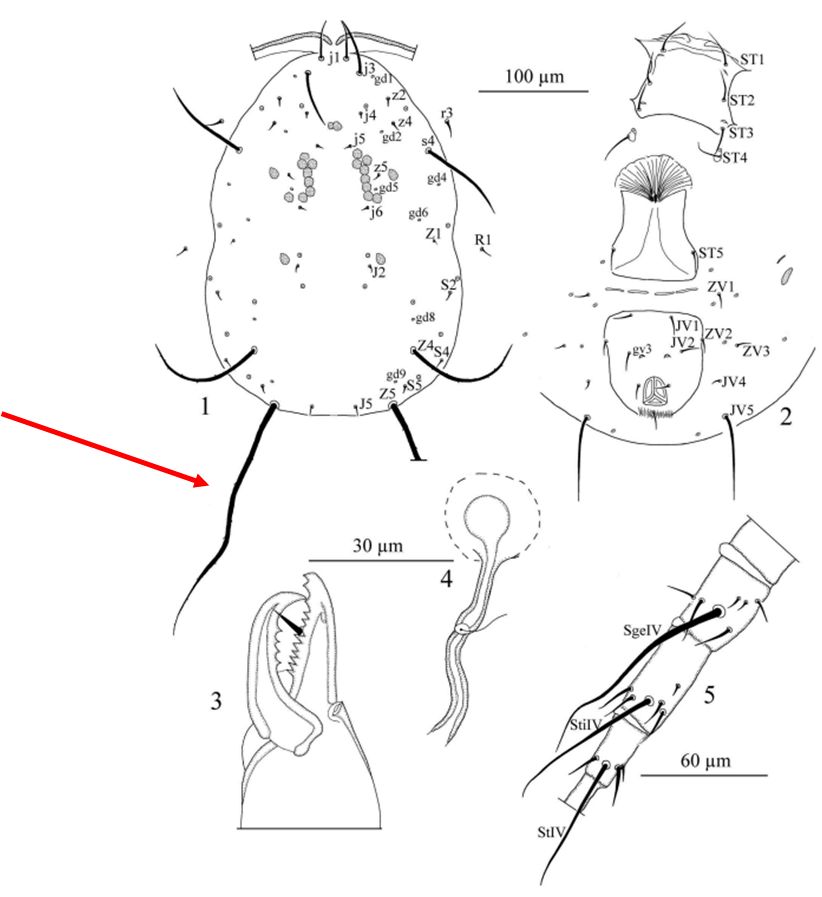 Line drawings of the anatomical details described in the caption.