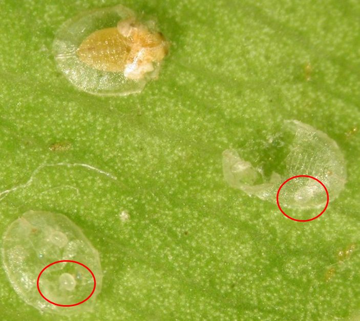 Three transparent, flattened ovals, apparently molted whitefly exoskeletons, against a lime-green leaf background. Two of them contain small, oval, transparent eggs, one each, with red circles drawn around them.