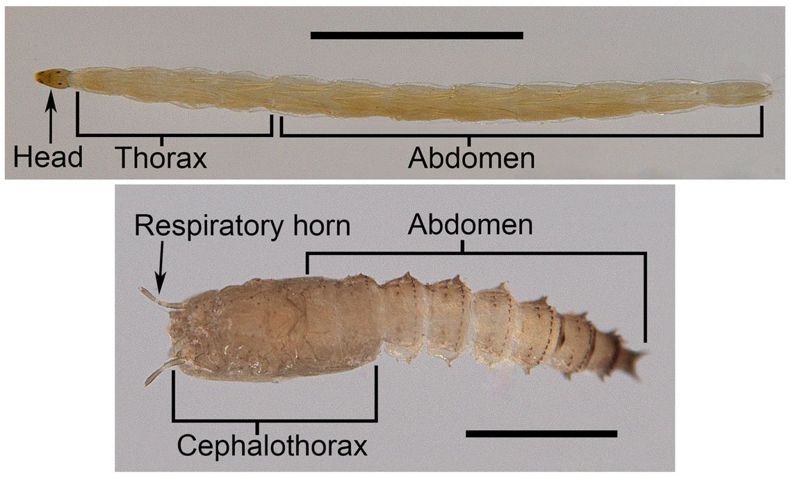 The top image shows a long, slender, translucent larva with three main sections: the head, thorax, and abdomen. The head is distinctly darker and smaller than the other segments. The thorax and abdomen are lighter and transparent. The scale bar above the larva indicates it's a little over 3 mm long. The bottom image displays a brownish, thicker, segmented pupa. It is divided into a cephalothorax with a labeled respiratory horn and an abdomen with sharper, more defined segmentations, as compared to the larva. The scale bar below the pupa indicates it's a little under three mm long.
