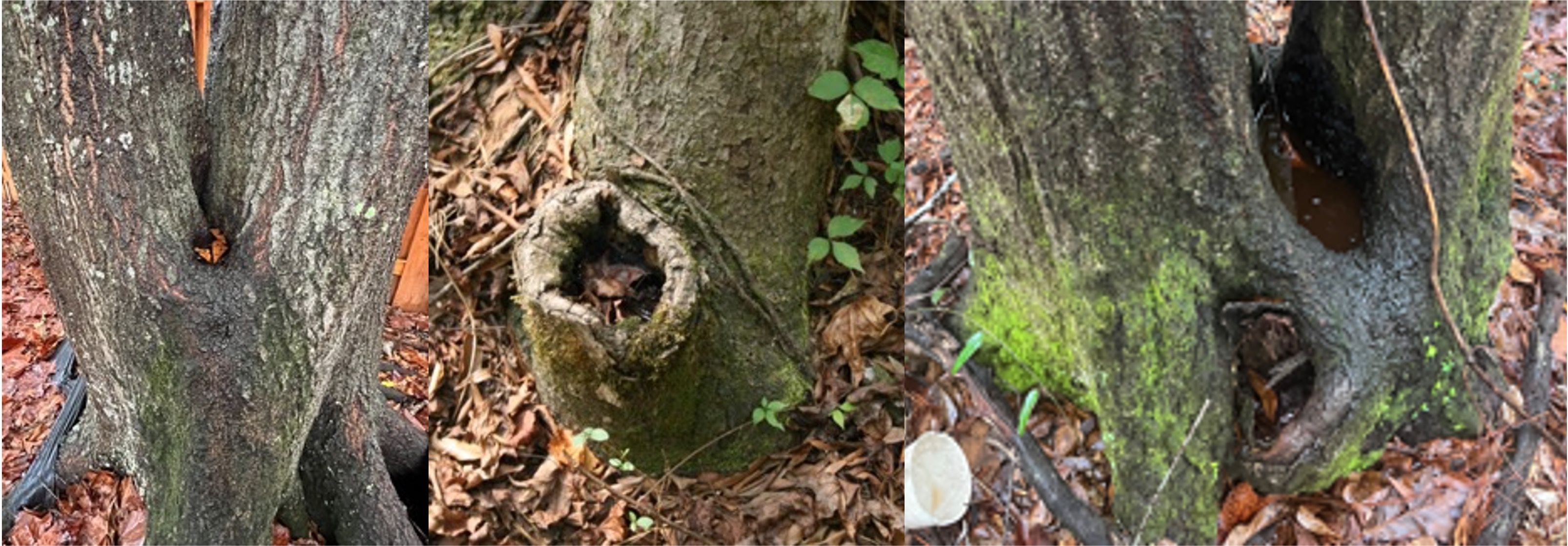 Photos of tree trunks with hollow areas.