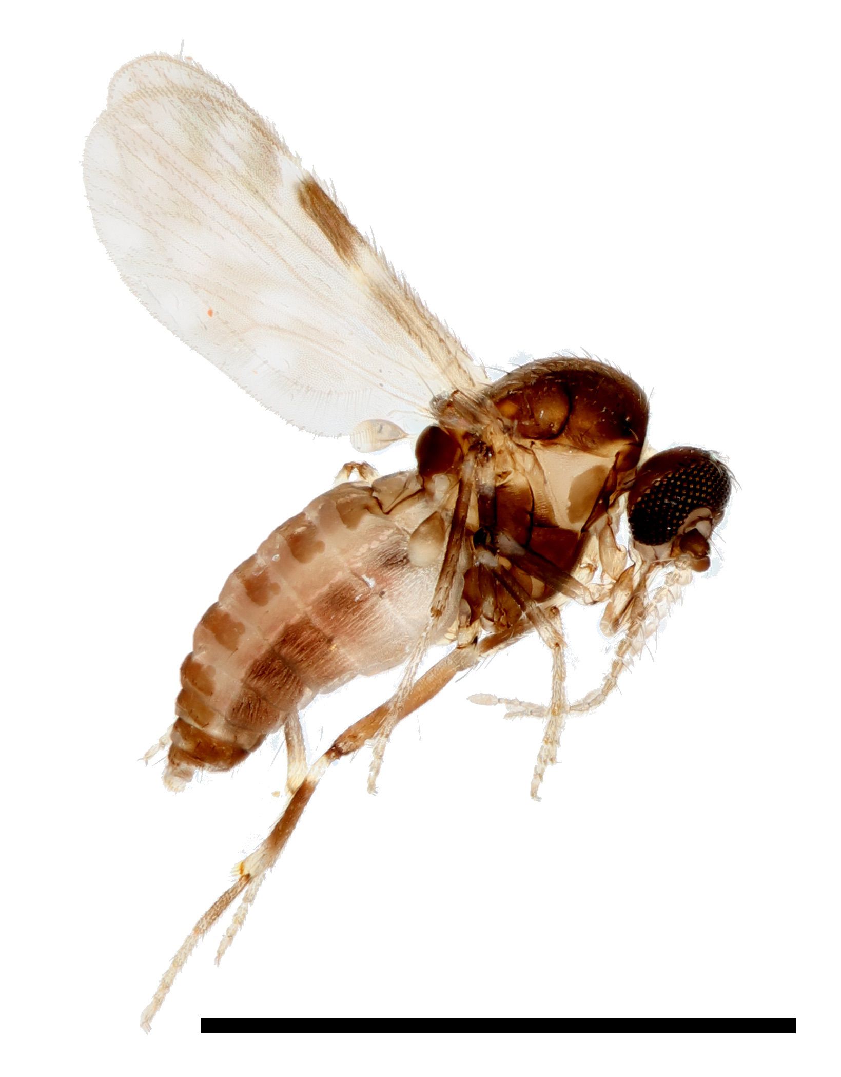 Magnified photo of a translucent tan and brown midge.