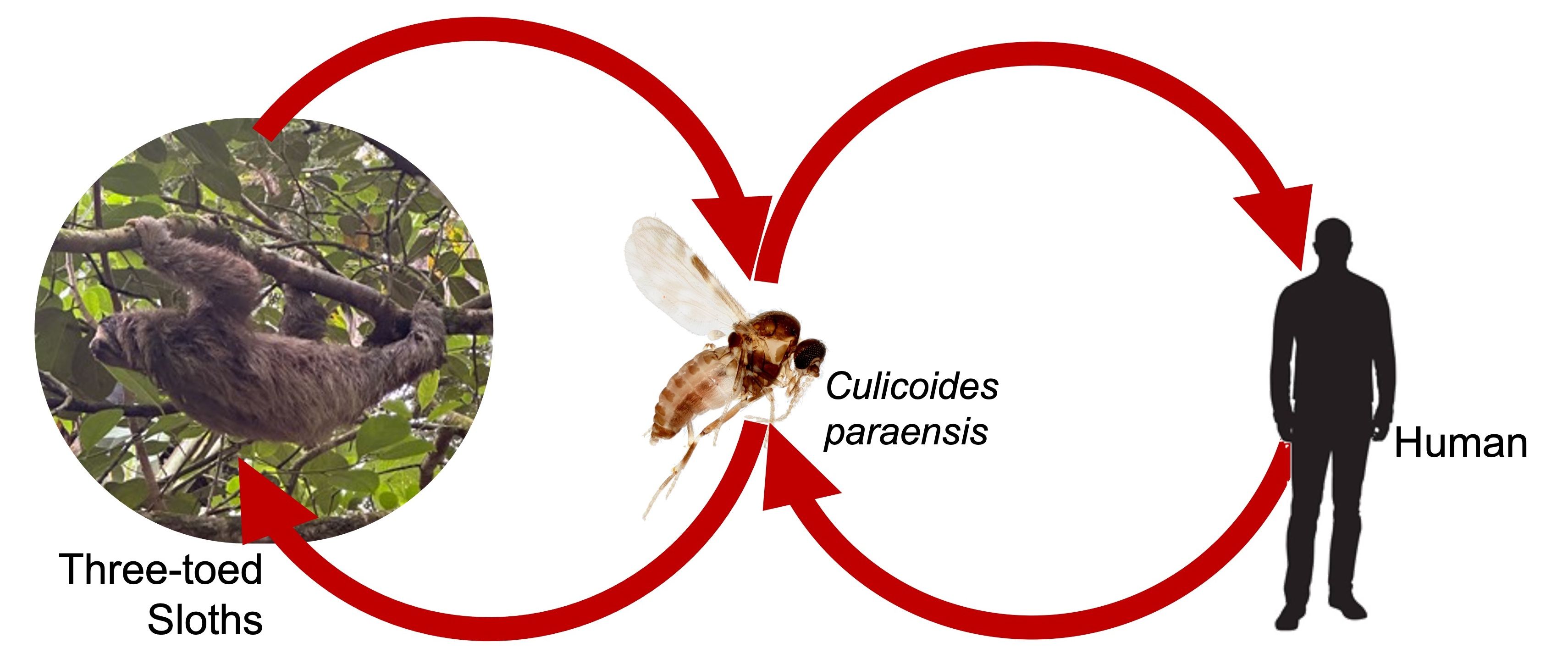 A diagram of the transmission cycle of Oropouche virus between sloths and Culicoides paraensis, and between Culicoides paraensis and humans. On the left, there is a circular photograph of a sloth hanging from a tree branch surrounded by dense foliage. In the center, an enlarged image of a biting midge, and on the right, a silhouette of a human. Red arrows connect the sloth to the midge and vice versa, and a third red arrow connects the midge to the human silhouette on the right.
