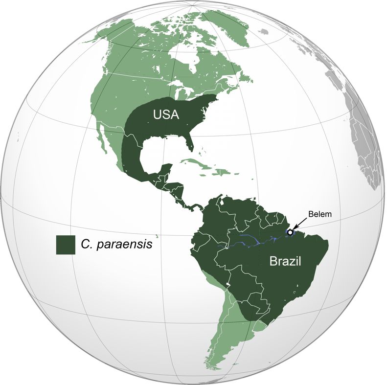 Map of the Western Hemisphere, showing North and South America and illustrating the distribution of C. paraensis, highlighted in dark green. The range covers parts of the southern United States, Central America, and much of Brazil. Belem, Brazil, is marked.