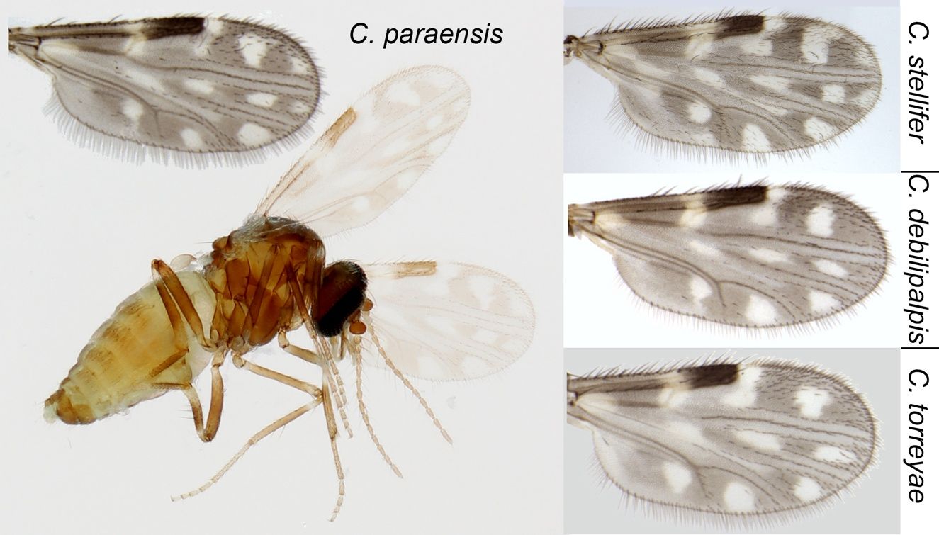Magnification of C. paraensis with a detailed view of one of its wings.  Three additional detailed images of insect wings appear to the right of the main image, labeled from top to bottom as "C. stellifer," "C. debilipalpis," and "C. torryeae." Each wing features unique patterns of dark and light spots and lines.