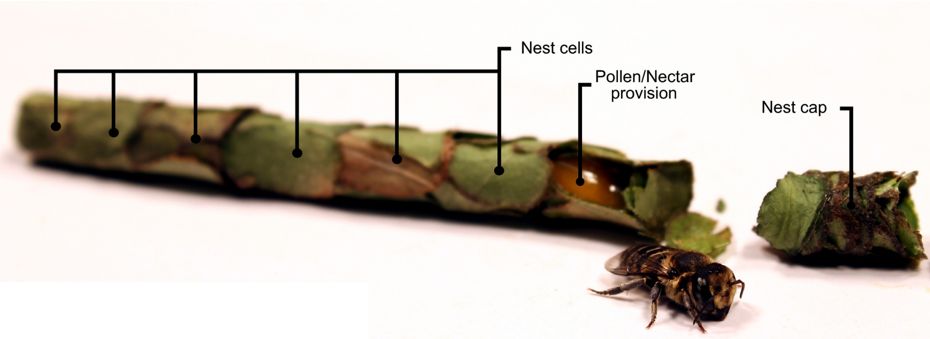 Alfalfa leaf-cutter bee and nest with the different nest components: pollen and nectar provisions, nest cells and nest cap.