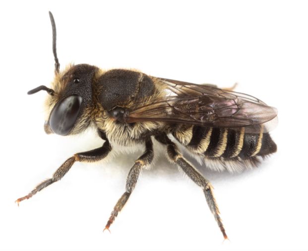 Female alfalfa leaf-cutter bee image.