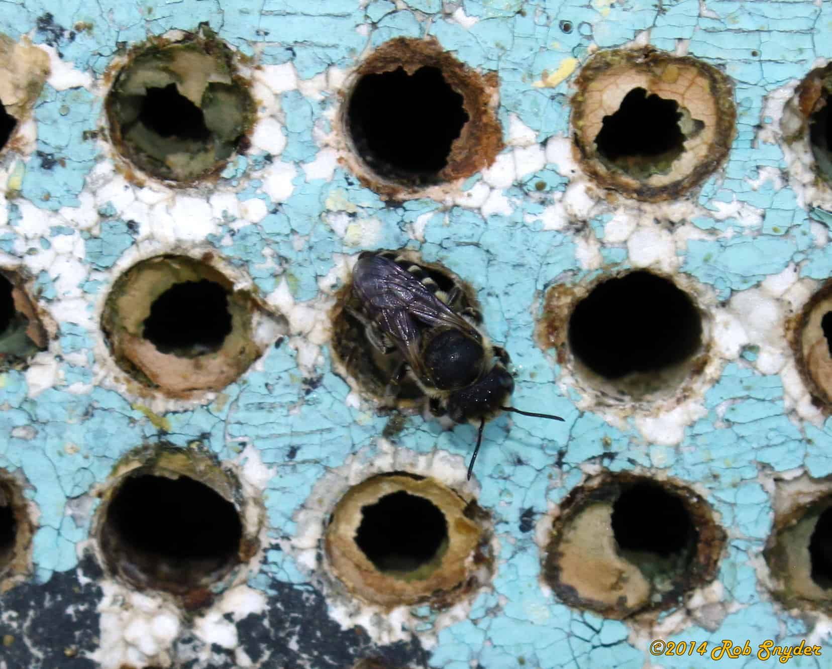 A  female alfalfa leaf-cutter bee coming out of an artificial nest’s tunnel.
