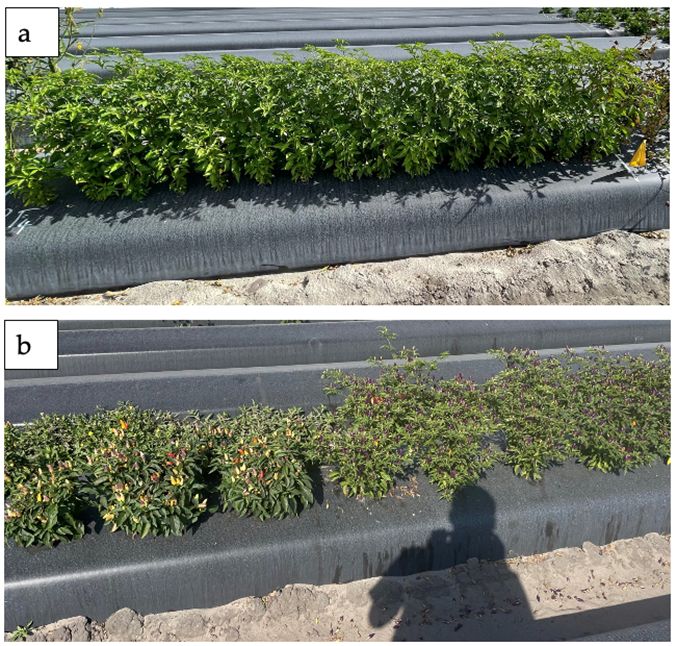 Two field plots of ornamental pepper plants grown on plastic mulch. Photo a shows plants in the early vegetative stage with dense green foliage. Photo b shows plants in the blooming stage with more open growth and visible flowers and fruit. The shadow of the photographer is visible in the foreground.