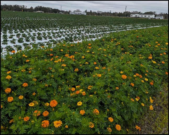 Marigold plants in bloom used as a flowering banker plant along the edge of a commercial organic strawberry field