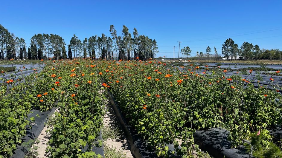 Rows of Mexican sunflowers grown on raised beds covered with black plastic mulch, with tall plants bearing bright orange flowers under a clear blue sky.