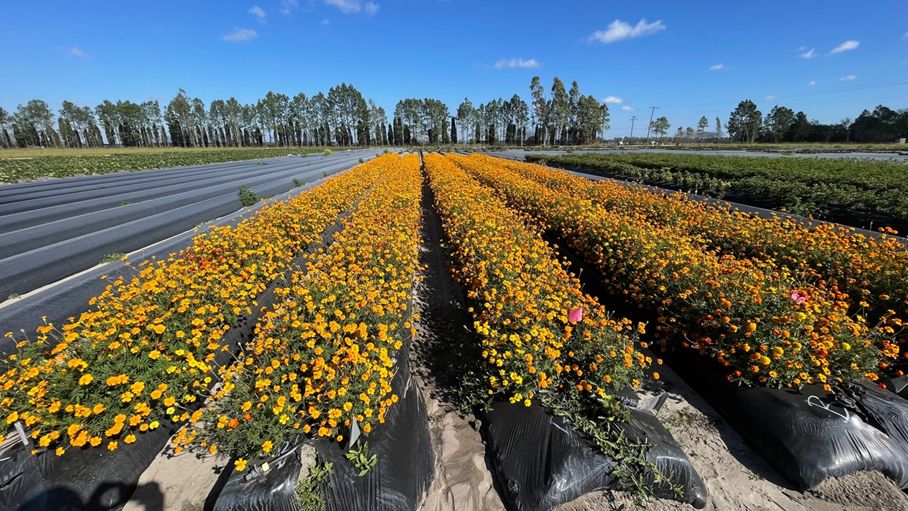 Photo shows field rows of marigold plants in full bloom with bright orange and yellow flowers, grown on raised beds covered with black plastic mulch under a clear blue sky.