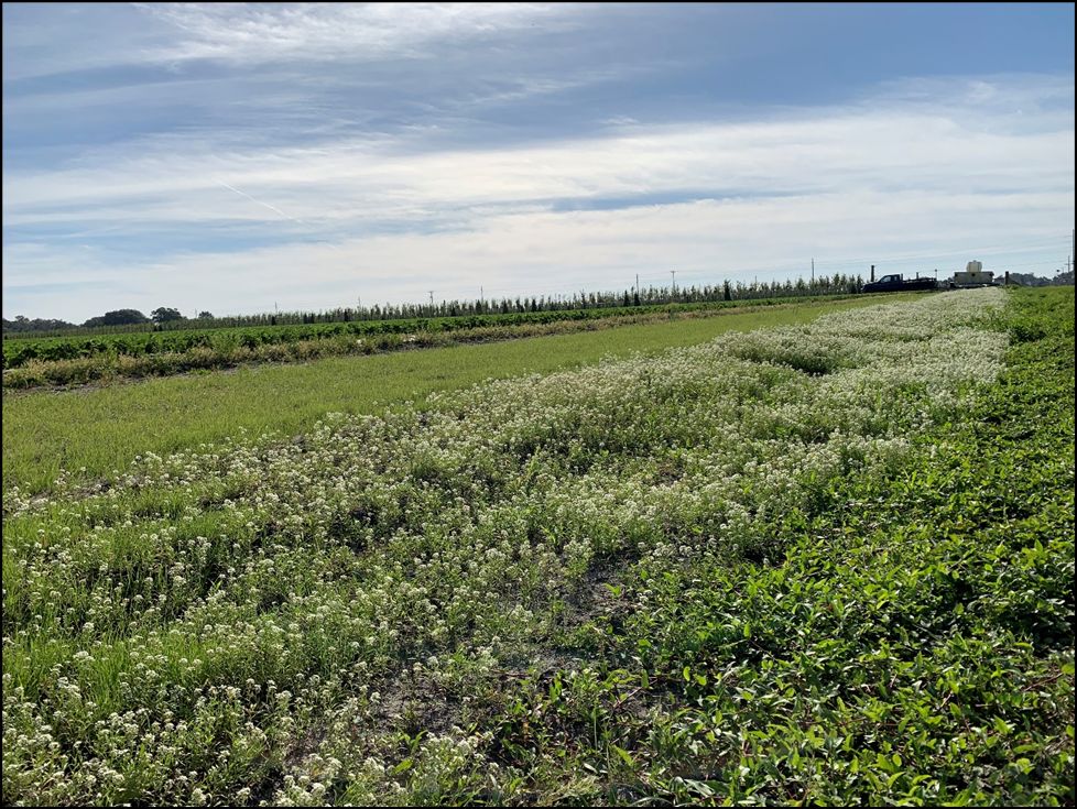 Field view of sweet alyssum planted as a banker plant in a commercial conventional field, with dense patches of white flowers under a partly cloudy sky.
