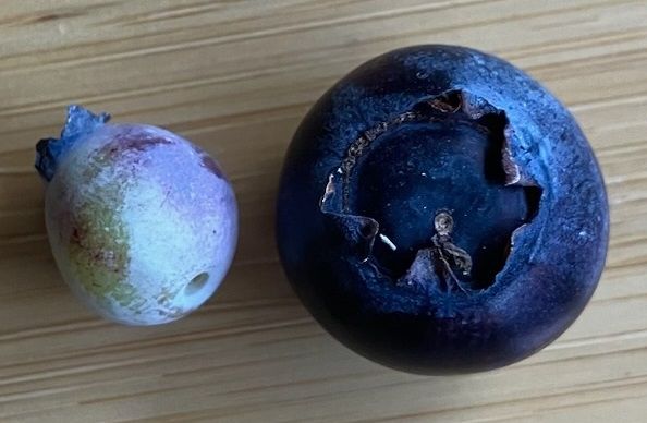 A close-up of a small green and lavender unripe blueberry next to a ripe navy blue blueberry that's about four times larger than its companion berry.