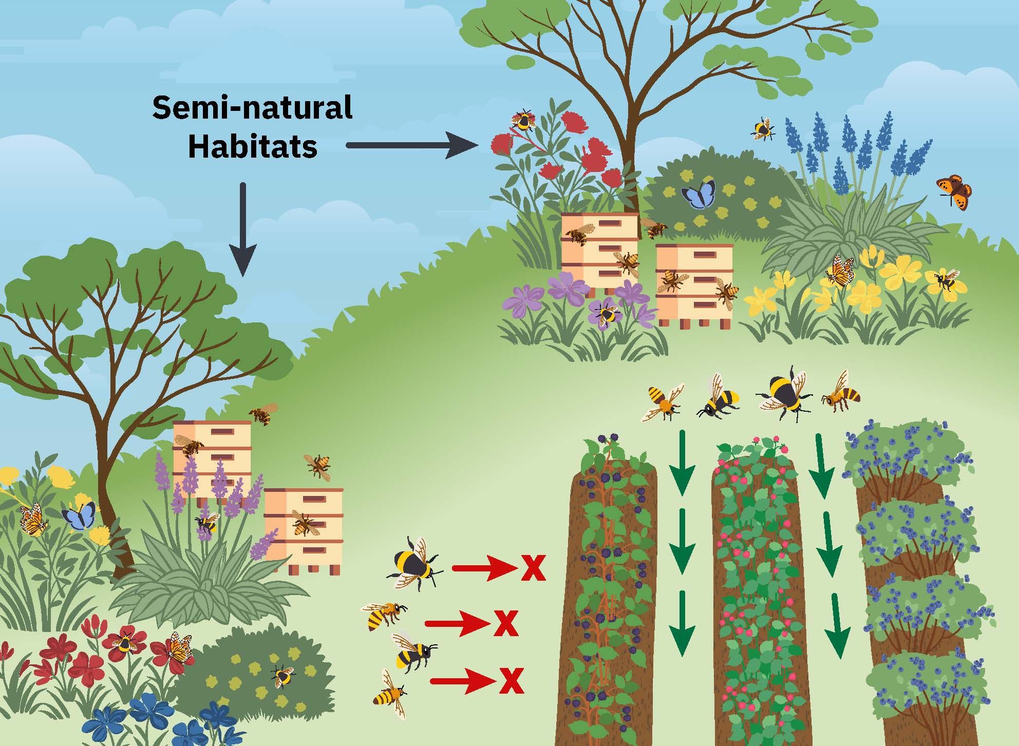 On the top and left sides of this illustration, bees and butterflies appear among flowering plants, grasses, shrubs, and trees and on beehives positioned on the ground at the base of the trees. These areas are labeled "Semi-natural Habitats." On the lower right, three rows of cultivated plants are shown with green arrows pointing downward between the rows indicating easy travel for bees who access the rows vertically. Red arrows from left to right and accompanying red Xs indicate that travel across rows is more difficult for bees. The background is a clear blue sky with scattered clouds.
