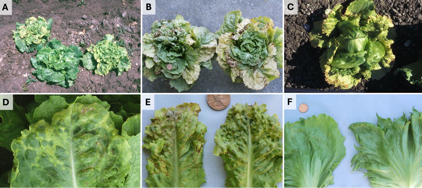A collage of different symptoms of lettuce infected with Lettuce mosaic virus. Photo A shows two comparatively small and discolored heads of lettuce on either side of a larger, greener central head of lettuce. Photo B shows two heads of lettuce with severe leaf discolorations. Photo C shows a stunted and deformed lettuce head with leaf discoloration. Photo D shows a zoomed in top portion of a leaf of lettuce mottling that resembles a mosaic pattern. Photo E shows two damaged leaves of lettuce, and there is a penny above the leaves. Photo F shows two leaves of lettuce, left one has smooth edge and right one has pointy edge. There is a penny above the left leaf.