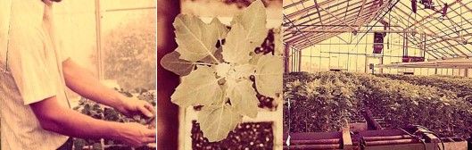 The left photo shows a person holding a plant. The middle photo shows a white goosefoot plant planted in soil. The right photo shows a greenhouse with plants growing in it. There are pipes in the foreground.