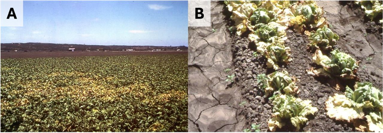 Photo A shows a field of lettuce with a large patch of yellowed lettuce in the foreground. In the background are farm buildings and hills. It is a bright, sunny day with a blue sky and a few scattered clouds. Photo B shows withered, yellowed heads of lettuce growing in cracked dry soil.