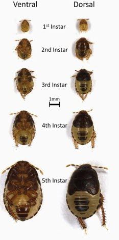 Overhead photo of ventral and dorsal  P. bilineatus instars 1–5. Instars are dark brown from the head to thorax, with light tan coloring on the posterior end and 2–3 patches of dark brown cuticle on both the ventral and the dorsal side.