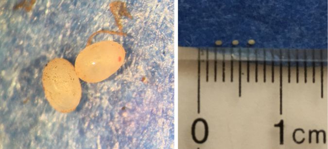 A close-up image of two tan colored P. bilineatus eggs with one egg demonstrating a red distinguishing dot; and a zoomed-out image of the eggs against a ruler to demonstrate the 1 mm length of each egg.