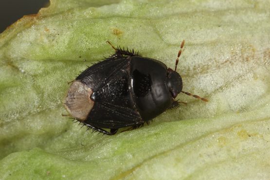 A close-up photo of a glossy, dark-colored, almond-shaped insect photographed from above standing on a pale green leaf.