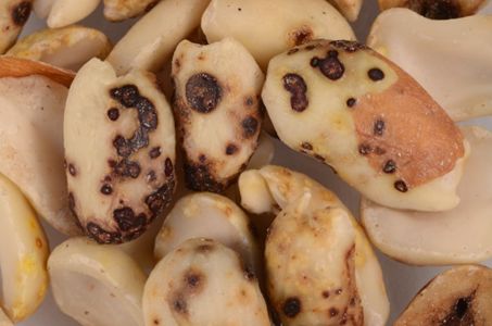 Close-up image of shelled peanuts damaged from P. bilineatus feeding, with dark, discolored, mottled patches.