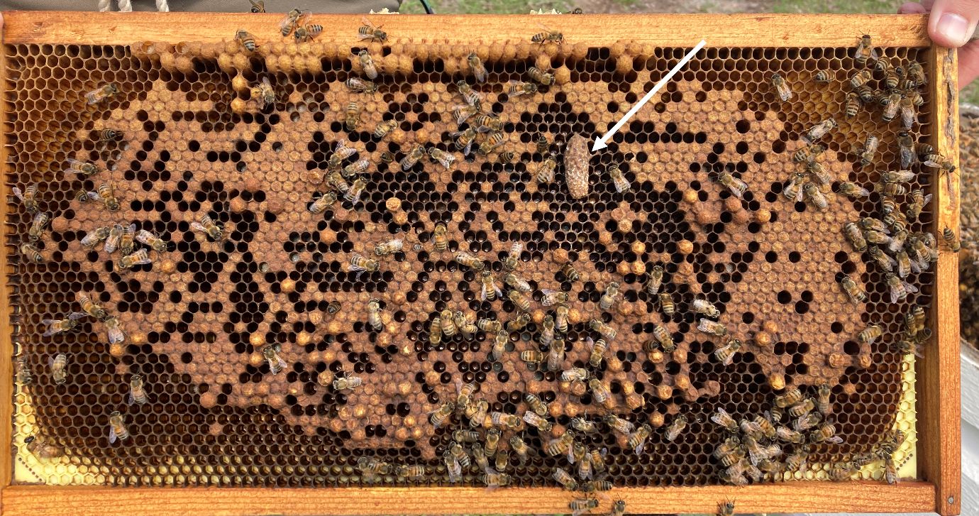 A bee frame with bees on it and a white superimposed arrow pointing to a queen cell, a large brown tubular structure about the length of three honey bees end to end.