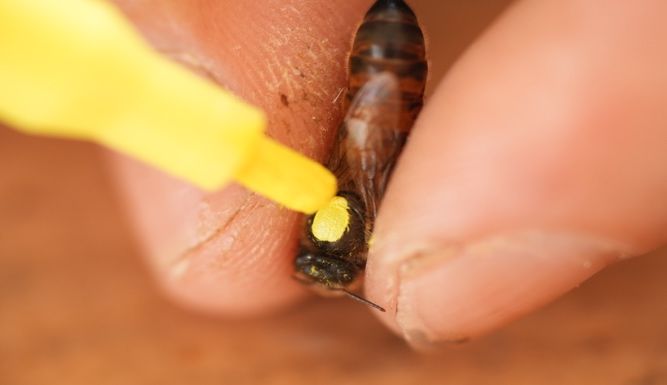 A close-up of a  queen bee being marked with a yellow marking pen.