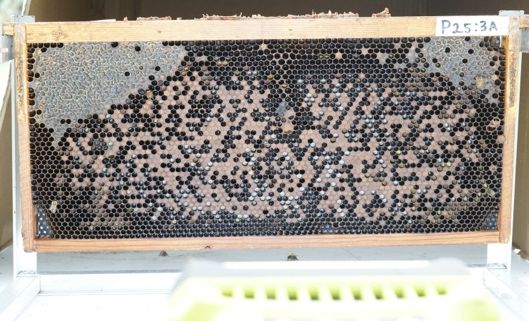 A frame of a beehive with most of the cells dark without their golden brown wax caps. Cells are a mix of capped and uncapped cells.