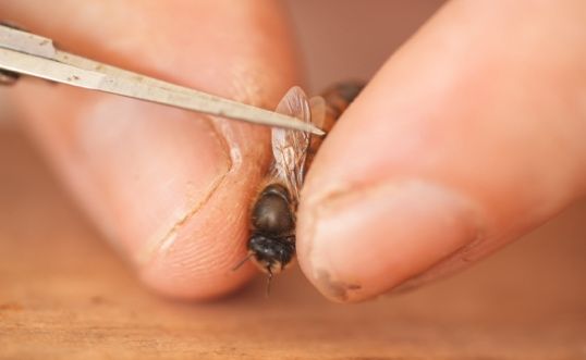 A close-up of a queen bee being held by her sides as her wing is clipped.