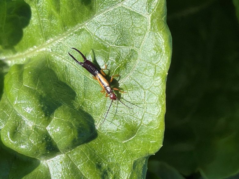 A close-up of an insect with an elongated rectangular body resting on a moist lettuce leaf. Its head is red with long black antennae extending forward. The wings are light brown with a dark brown line in between them. They cover half the length of the body, leaving the abdomen exposed. The abdominal portion is dark brown with a flat terminal segment and long pincers protruding backwards.