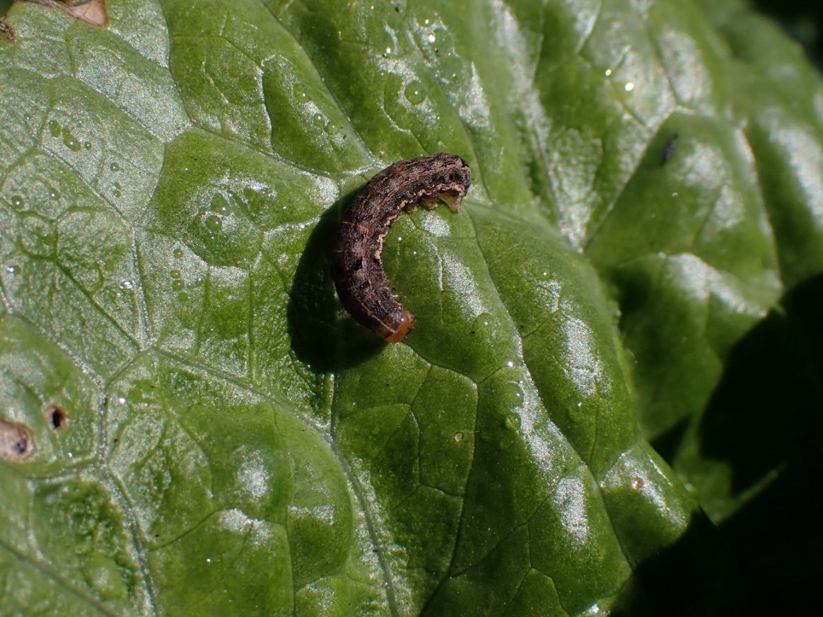 A close-up dorsal view of a slightly curled caterpillar resting on a green leaf with water droplets on the surface. The caterpillar has a red head and a dark brown body that has 2 thin light brown lines along the dorsal side and a wavy light brown line along the lateral side.
