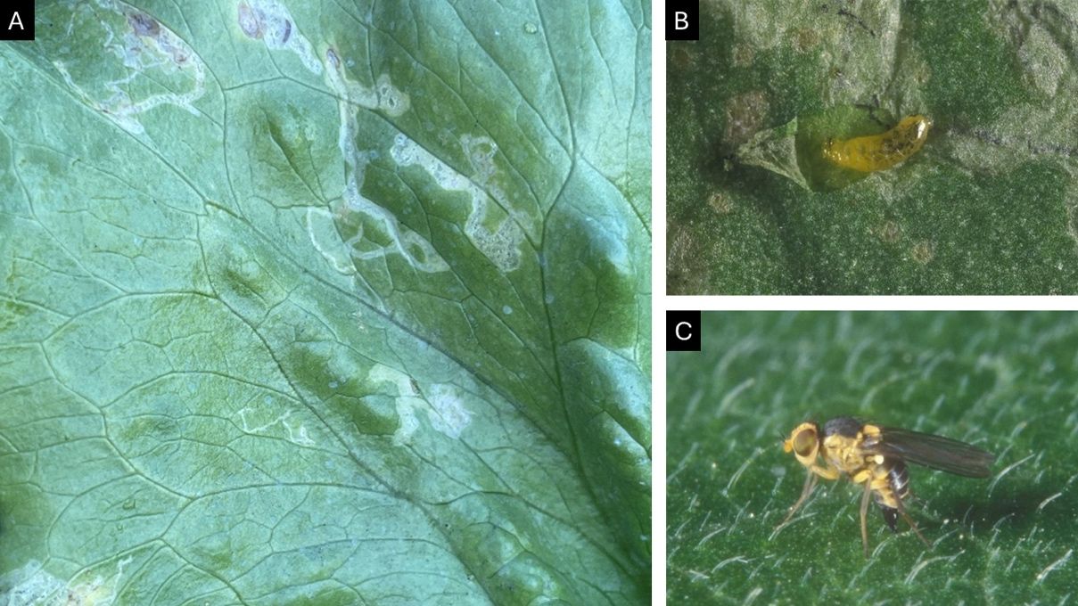 Three close-up photos, A through C. Photo A shows a lettuce leaf with visible winding trails of dry, whiteish dead tissue. B is a more magnified image of a leaf surface with some pale, desiccated areas and a shiny, transparent, golden-yellow larva. C is an extreme close-up of a fresh, green leaf surface with tiny hairs and a gold and black insect with transparent black wings and large eyes standing among the hairs.