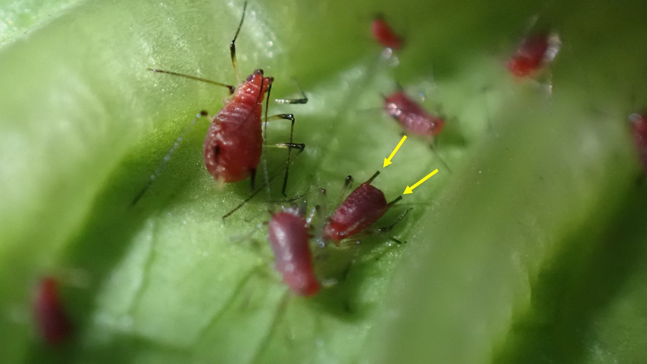 A close-up of a group of red insects on a lettuce leaf. They have dark antennae that fold back against the dorsal side of the body, long dark legs that are transparent at the base, and black structures at the end of their abdomen. There are yellow arrows pointing to the black abdominal structures to indicate the region called cornicles.
