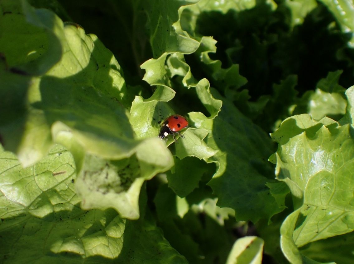 A red ladybug with black spots rests  on top of a bed of curly green lettuce leaves. Its head is partly behind a leaf edge, followed by a black segment with a large white spot and a bright red body with 4 black spots visible on the surface, and 2 visible black legs.