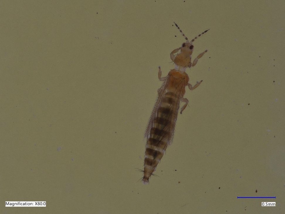 A slender insect against a light brown background. It has a cigar-shaped body that tapers at the end, brown and yellow banded antennae, and a yellow head and upper body with hairs protruding on the segment just below the head. The wings are long with hairs lining their surfaces. They rest against the sides of the long abdomen, which has alternating brown and lighter brown segments and hairs surrounding the terminal end. There is a blue scale bar in the bottom right corner labeled 0.5 mm; the insect appears to be about 1.5 mm long.