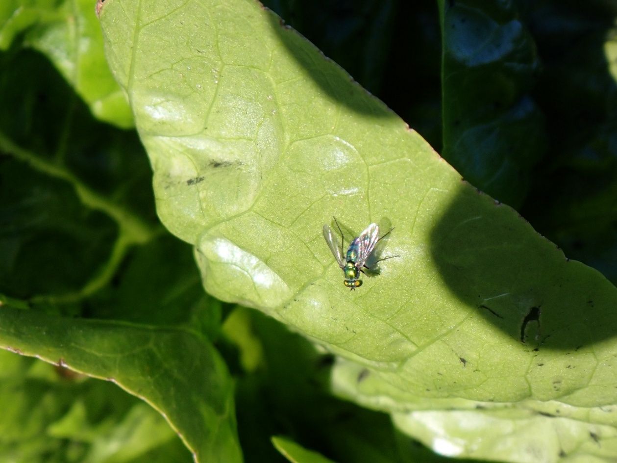 A metallic green fly perched on a lettuce leaf. It has red eyes, short dark antennae protruding forward from the middle of the head, and long black legs. Its iridescent wings are outstretched behind it.